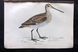 Francis Morris 1867 Hand Col Bird Print. Great Snipe