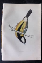 Francis Morris 1867 Hand Col Bird Print. Great Tit