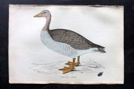 Francis Morris 1867 Hand Col Bird Print. Grey Lag Goose