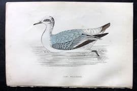 Francis Morris 1867 Hand Col Bird Print. Grey Phalarope