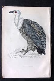 Francis Morris 1867 Hand Col Bird Print. Griffon Vulture