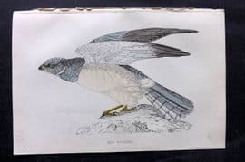 Francis Morris 1867 Hand Col Bird Print. Hen Harrier