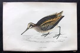 Francis Morris 1867 Hand Col Bird Print. Jack Snipe