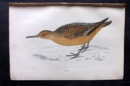 Francis Morris 1867 Hand Col Bird Print. Knot