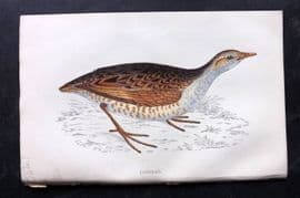 Francis Morris 1867 Hand Col Bird Print. Landrail