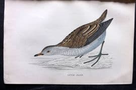 Francis Morris 1867 Hand Col Bird Print. Little Crake