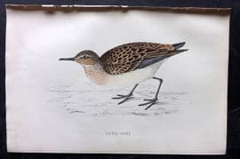 Francis Morris 1867 Hand Col Bird Print. Little Stint