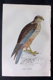 Francis Morris 1867 Hand Col Bird Print. Marsh Harrier