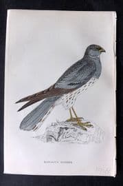 Francis Morris 1867 Hand Col Bird Print. Montagu's Harrier
