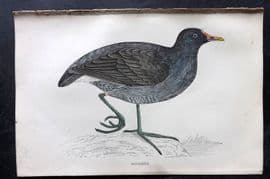 Francis Morris 1867 Hand Col Bird Print. Moorhen