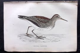 Francis Morris 1867 Hand Col Bird Print. Pectoral Sandpiper