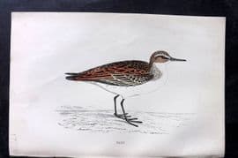 Francis Morris 1867 Hand Col Bird Print. Peep