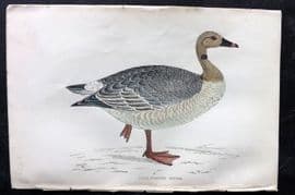 Francis Morris 1867 Hand Col Bird Print. Pink-Footed Goose