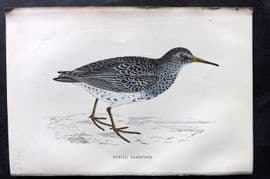 Francis Morris 1867 Hand Col Bird Print. Purple Sandpiper