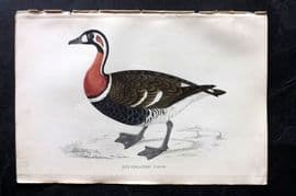 Francis Morris 1867 Hand Col Bird Print. Red Breasted Goose