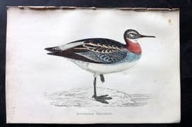Francis Morris 1867 Hand Col Bird Print. Red Necked Phalarope