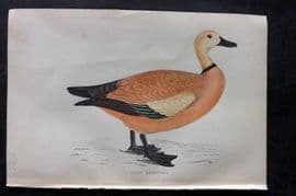 Francis Morris 1867 Hand Col Bird Print. Ruddy Shieldrake