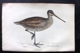 Francis Morris 1867 Hand Col Bird Print. Sabine's Snipe