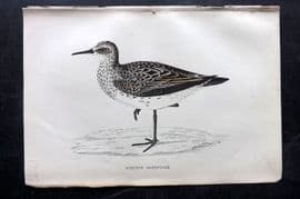 Francis Morris 1867 Hand Col Bird Print. Schinz's Sandpiper