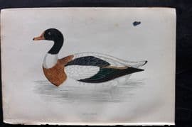 Francis Morris 1867 Hand Col Bird Print. Shieldrake
