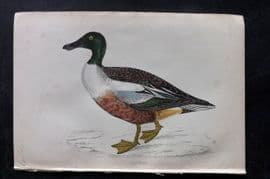 Francis Morris 1867 Hand Col Bird Print. Shoveler