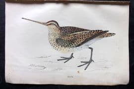 Francis Morris 1867 Hand Col Bird Print. Snipe