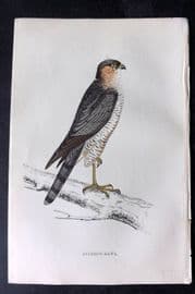 Francis Morris 1867 Hand Col Bird Print. Sparrow Hawk