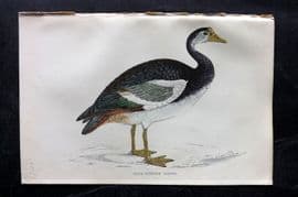 Francis Morris 1867 Hand Col Bird Print. Spur Winged Goose