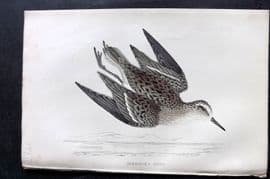 Francis Morris 1867 Hand Col Bird Print. Temminck's Stint
