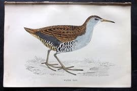 Francis Morris 1867 Hand Col Bird Print. Water Rail