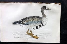Francis Morris 1867 Hand Col Bird Print. White Fronted Goose