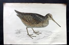 Francis Morris 1867 Hand Col Bird Print. Woodcock