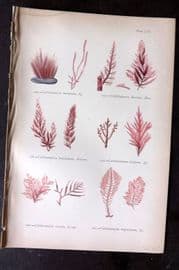 Gatty 1872 Antique Seaweed Print. Callithamnion 56