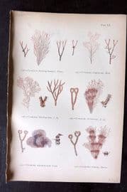 Gatty 1872 Antique Seaweed Print. Ceramium 52