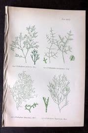 Gatty 1872 Antique Seaweed Print. Cladophora 63