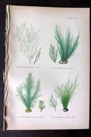 Gatty 1872 Antique Seaweed Print. Cladophora 64