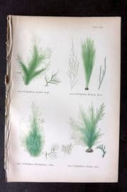 Gatty 1872 Antique Seaweed Print. Cladophora 65