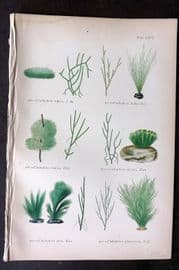 Gatty 1872 Antique Seaweed Print. Cladophora 66