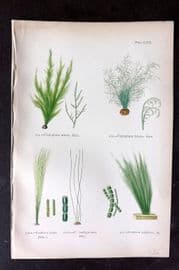 Gatty 1872 Antique Seaweed Print. Cladophora, Conferva 69