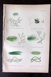 Gatty 1872 Antique Seaweed Print. Cladophora, Rhizoclonium, Conferva 67