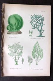 Gatty 1872 Antique Seaweed Print. Codium, Bryopsis 61