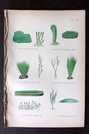 Gatty 1872 Antique Seaweed Print. Codium, Vaucheria, Cladophora 62