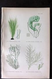 Gatty 1872 Antique Seaweed Print. Conferva, Enteromorpha 70