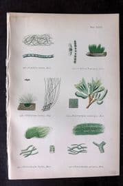 Gatty 1872 Antique Seaweed Print. Conferva, Ochlochaete, Enteromorpha 72