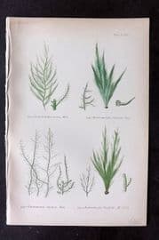 Gatty 1872 Antique Seaweed Print. Enteromorpha 71