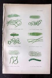 Gatty 1872 Antique Seaweed Print. Rhizoclonium, Conferva 68