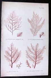 Gatty 1872 Seaweed Print. Bonnemaisonia, Polysiphonia, Dasya, Chrysymenia 30