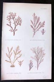 Gatty 1872 Seaweed Print. Chylocladia, Corallina, Delesseria 33