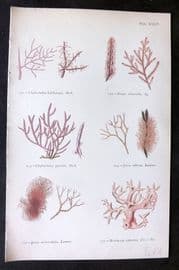 Gatty 1872 Seaweed Print. Chylocladia, Dasya, Jania, Melobesia 34