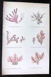 Gatty 1872 Seaweed Print. Dasya, Chylocladia, Bostrychia, Laurencia, Chrysimenia 31